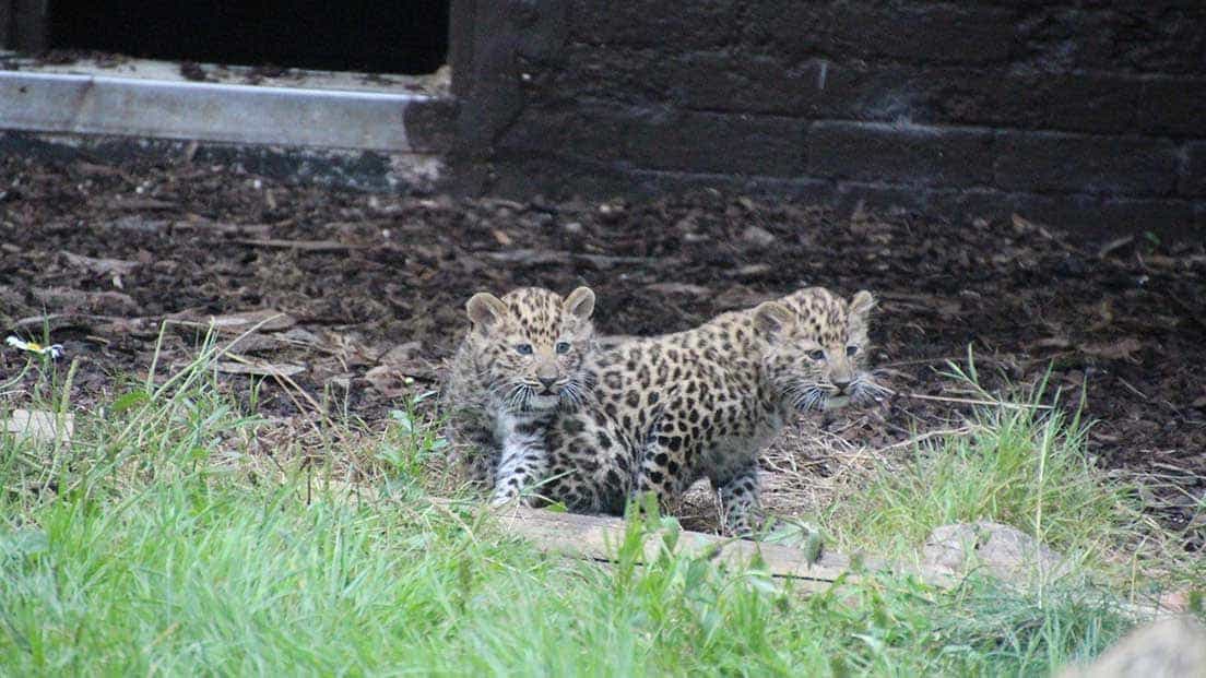 Twycross Zoo